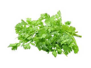 Coriander isolated on white background