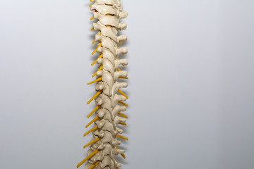Menschliche Wirbelsäule 
