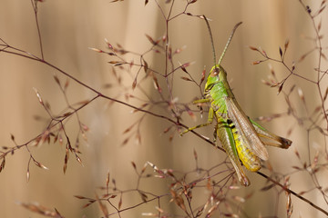 Gemeiner Grashüpfer auf Grasstengel