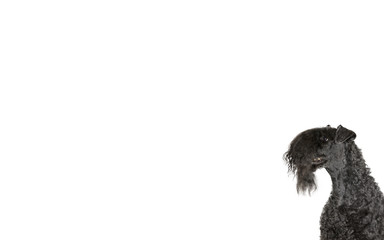Kerry terrier portrait for copy space use.