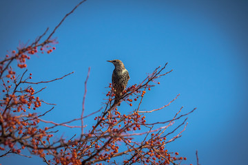European Starling on a tree with red fruits