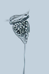 bell animalcule closeup