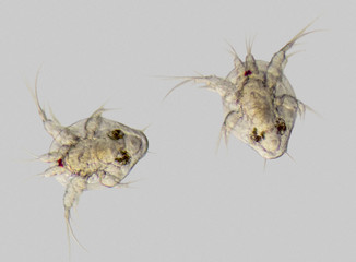 cupepod nauplius larvae