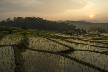 Rice fields