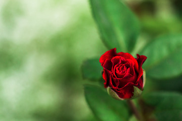 Red rose on a green background
