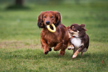 two small dogs playing together outdoors