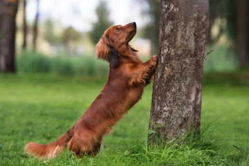 Papier Peint photo Chien brown dachshund dog posing by a tree