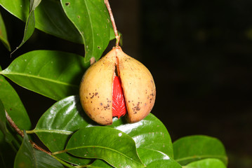 Nutmeg many isolated. Sectional view of ripe colorful red nutmeg fruit, seeds Kerala India. spices known as pala in Indonesia and red mace from tree Myristica Banda Islands Moluccas Spice Islands