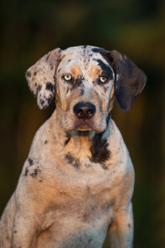are catahoulas water dogs
