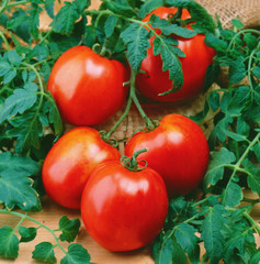 Red fresh tomatoes with leaves