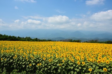 Fototapeta premium 明野のひまわり畑