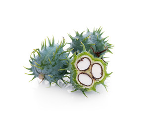 Castor oil plant on white background