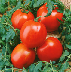 Red fresh tomatoes with leaves