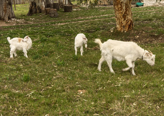 Obraz premium goat family