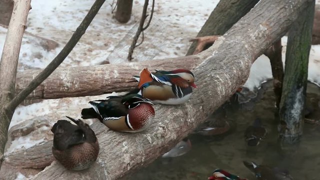 Mandarin ducks sitting on the tree in the Moscow Zoo.