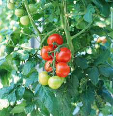 Red tomatoes ripening in a greenhouse