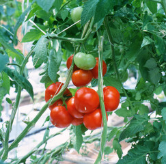 Red tomatoes ripening in a greenhouse