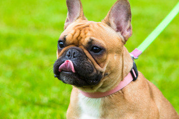 Portrait of beige french bulldog on exhibition for dog. Close up portrait of beautiful champion dog.