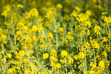 菜の花