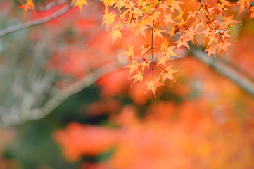 Naklejka na ściany i meble red leaves and orange autumn