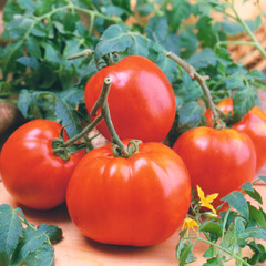 Red fresh tomatoes with leaves