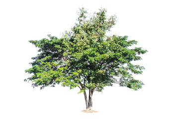 tree isolated on white background