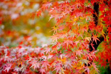 blurred red leaves and orange autumn