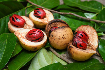 Nutmeg many isolated. Sectional view of ripe colorful red nutmeg fruit, seeds Kerala India. spices known as pala in Indonesia and red mace from tree Myristica Banda Islands Moluccas Spice Islands