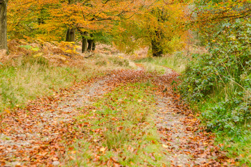 Autumn English woodland scene
