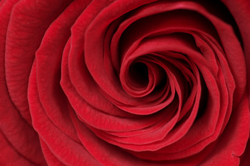 Fototapeta na wymiar Extreme close up of red rose flower, red background