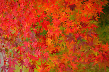 Naklejka na ściany i meble Colorful autumn maple leaves / orange,red,green, yellow