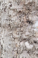 Closeup on tree bark