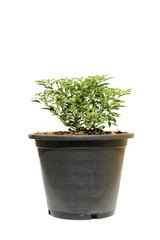 pepper tree pot in pot on isolated