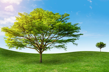 Fototapeta na wymiar tree on the grass Background sky Daytime