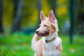 Red dog portrait. Big dog staying in the park 