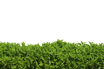 Obraz premium grass on isolated
