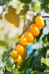 Close up yellow cherry tomato growing in field plant agriculture farm.