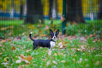 Obraz na płótnie Canvas Cute chihuahua puppy walking outside. Small dog in the park