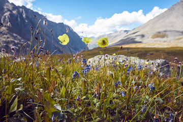 Journey on foot through the mountain valleys. Beauty of wildlife. Altai, the road to Shavlinsky lakes, Russia. Peaks of snowy mountains of Siberia. Hiking in the mountains in summer