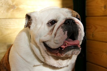 Obraz premium Perros