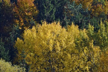 Prachtvolle Herbstfarben in den Baumkronen