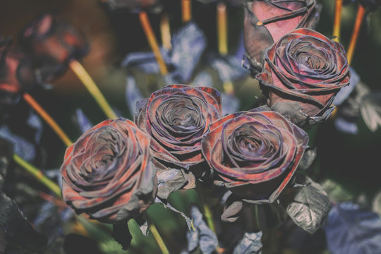 Fresh Rose black baccara in vintage style