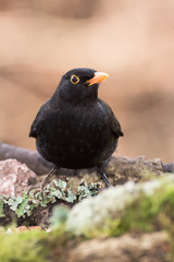 Blackbird, Turdus merula