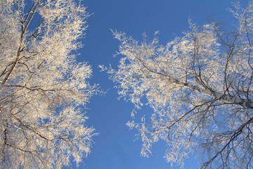 Winter trees 