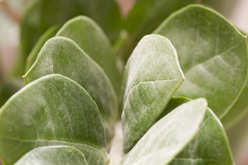 Leaves of an indoor plant.