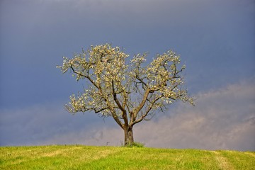 Baum im Frühling