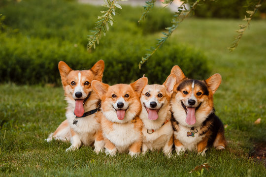 four Corgi dog sitting on the grass