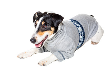 Fox terrier posing in studio on white background. isolated