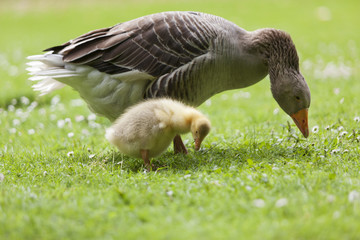 Oca y su polluelo © lleandralacuerva