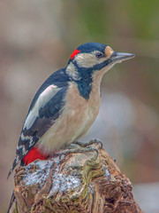 Woodpecker sitting on birch stump